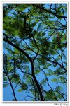 DSC_0151v