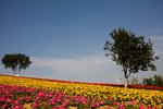 20091220WaKiuSing-704