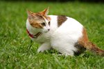 nEO_IMG_IMGP0024