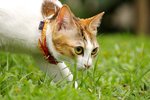 nEO_IMG_IMGP0029