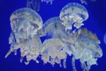 
Jelly Fish