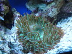 
Soft Coral