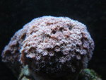 hard Coral