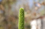 �@�j�L�� close up