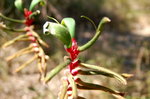 kangaroo paw �f�����N��... �n���....