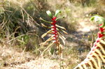 kangaroo paw �f�����N��... �n���....