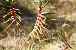 kangaroo paw �f�����N��... �n���....