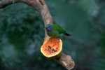 IMG_7332.CR2
