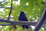 IMG_7336.CR2