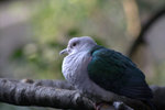 IMG_7339.CR2