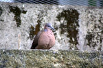IMG_7342.CR2