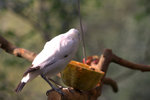 IMG_7355.CR2