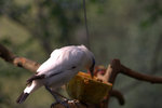 IMG_7358.CR2