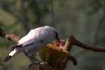 IMG_7359.CR2