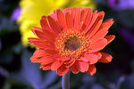 IMG_8227.CR2