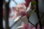 IMG_8228.CR2