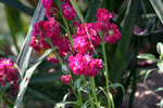 IMG_8229.CR2