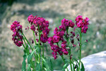 IMG_8232.CR2