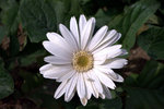 IMG_8235.CR2