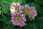 IMG_8236.CR2