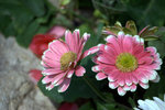 IMG_8237.CR2