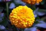 IMG_8238.CR2