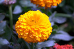 IMG_8239.CR2