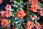 IMG_8240.CR2