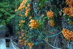 IMG_7138.CR2