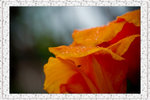 DSC_6176r