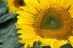 DSC02663-1