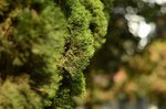 _DSC0988_1__1_-1