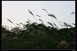 IMG_2493