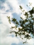 spring breeze, sunny day. I think of my home town.