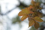 DSC03587