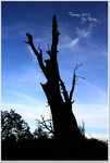 
alishan038