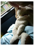 A Sleepy Lamb