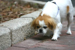 img_0603a