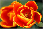 IMG_2090 copy