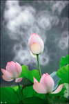 IMG_0005ed