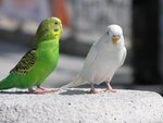 �Ӥ� 005