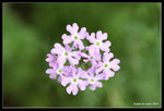 IMG_7659b
