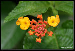 IMG_7711b