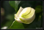 IMG_7726b