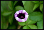 IMG_7735b