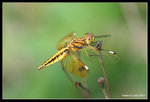 IMG_7766b