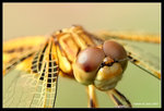 IMG_7775b1