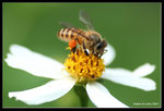 IMG_7809b