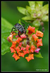 IMG_7824b