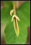 IMG_7827b